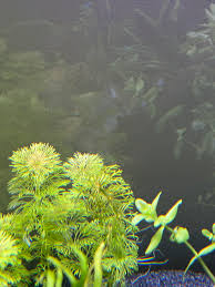 Image result for Rennera limnophila