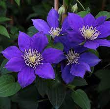 It was opened in 1898, but has been rebuilt. Clematis Olympia Evipo 099 Friedrich M Westphal Clematiskulturen