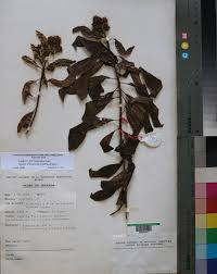 Image result for Pittosporum abyssinicum