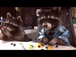 We did not find results for: Raccoons In Shirts Eating Biscuits Youtube
