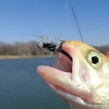Texas Rainbow Trout Fishing