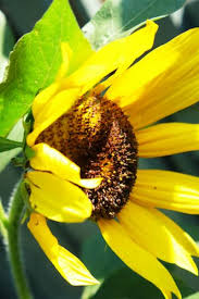 Blog Jane Cumberbatch S Pure Style