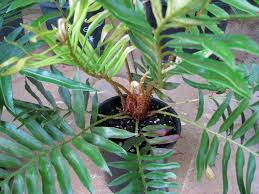 Image result for Blechnum tabulare