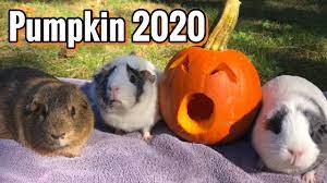 Pin On Guinea Pig Youtube Piggies World