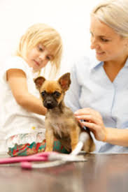 What to expect with a new puppy. New Puppy Tamar Vets