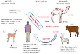 A camel hump contains fat to use as food storage during long desert treks. Frontiers Coxiella Burnetii In Dromedary Camels Camelus Dromedarius A Possible Threat For Humans And Livestock In North Africa And The Near And Middle East Veterinary Science