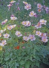 Pin On Garden