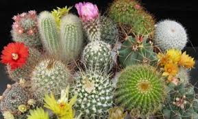 Son los astrophytum, unas plantas tan decorativas como fáciles de cuidar. Cuidados De Un Cactus Guia Practica Con Video