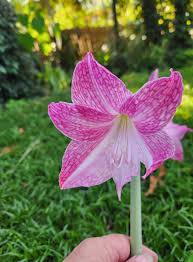 Image result for Dipcadi vaginatum