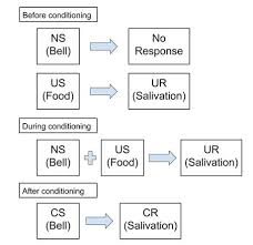 Classical Conditioning Dhs First Floor