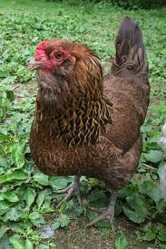 Olive Egger Chickens Purely Poultry Olive Egger Chicken Olive Egger Chickens