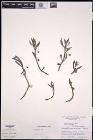 Image result for Bacopa hamiltoniana
