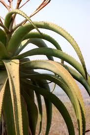 Image result for Aloe excelsa