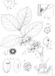 Image result for Keetia