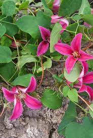 Check spelling or type a new query. Clematis Texensis Princess Diana Clematis Princess Diana Flower Stock Photography Clematis
