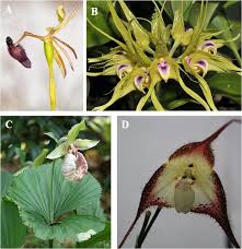 Flowers and such adrian mi. Plant Behaviour An Evolutionary Response To The Environment Kumar 2020 Plant Biology Wiley Online Library