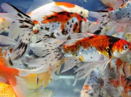 Biological Organization From Smallest To Largest That The Students Can Expect To Find At The Pond 4 Live Goldfish Red Yellow Comet Sarasa Shubunkin 4 5 Inch Koi Pond Jpg 1600 1190 Goldfish Shubunkin Goldfish Colorful Fish