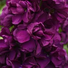 We did not find results for: Aida Purple Matthiola