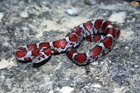 We have some incredible king snakes for sale at insanely low prices. Keeping A Pet Milk Snake Pets4homes