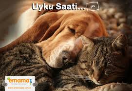 kardes kardes uyumak www emamapet com tr kedi kopek arkadaslik kedimamasi kopekmamasi evcilhayvan uy kedi kopek kediler ve yavrulari cok sirin hayvanlar