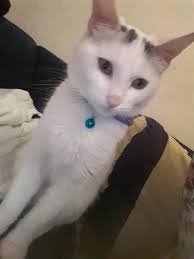 Gecici Yuva Yalova Diger Kedi Sahiplendirme