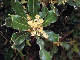 Image result for Euclea