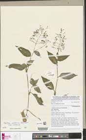 Image result for Aneilema umbrosum