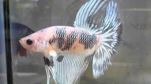 This is a interesting marble betta from thailand. Black Marble Betta Youtube