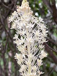 Image result for Xerophyta eylesii