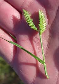 Image result for Tristachya