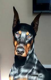 doberman it reminds me of brock rumlow or crossbones from captain america the winter soldier he has feelings but porody shenkov foto sobak doberman shenki