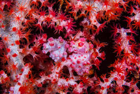 Image result for Pycreus muricatus