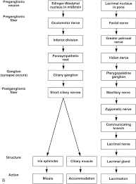 autonomic innervation of ocular structures clinical gate