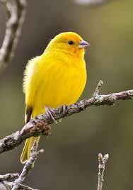 Canario Da Terra O Que Come Canario Da Terra Canario Da Terra Verdadeiro Canario Da Horta Canario Da Telha Canario Do Campo Canario De Chao Cha Passaros Brasileiros Canarios Animais