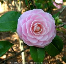 Sasanqua 'yuletide' with its luminous red flowers and contrasting golden yellow stamens earns its name from the colours as well as the fact that in the. Camellia Home Garden Information Center