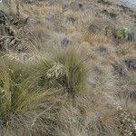 Image result for Festuca abyssinica