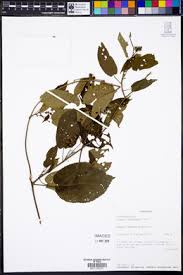 Image result for Tragia glabrata