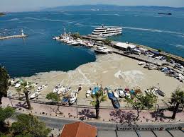 Laksatif ve yumuşatıcı etki gösterirler. Qtw9lrnhf11zpm