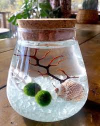 Teardrop Cork Marimo Terrarium Kit Best Selling Items Zen Garden Desk Accessories Aquariu Marimo Moss Ball Terrarium Moss Ball Aquarium Diy Moss Ball Aquarium