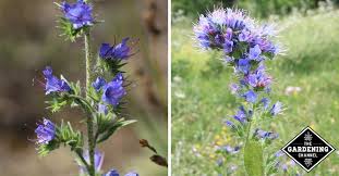 Image result for Baissea viridiflora