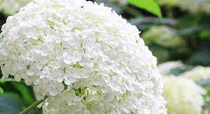I suoi fiori, bianchi o viola, rilasciano una gradevole nomi fiori bianchi matrimonio from www.vitainsieme.it. 45 Fiori Bianchi Che Amerai Per Sempre Idee Green