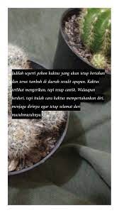 We did not find results for: Kaktus Ku Udah Gede Kaktus Mengerikan Pohon