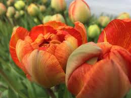 Our products have been in the market for over 20 years, and are well known throughout the entire world, while most of our sales are in the usa, we also have distributions in canada, mexico, bahamas, puerto rico, turks islands, portugal, spain, france, england, germany, italy, israel, and south africa. Kokoro Flowers Localharvest