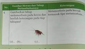Buku ipa kelas ix smp/mts ini disusun dengan pemikiran di atas. 87 Koleksi Tabel 2 10 Tahapan Metamorfosis Gambar Hewan Dan Tahap Pertumbuhannya Keterangan Hd Terbaru Gambar Hewan