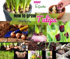 Check spelling or type a new query. How To Grow Tulips Growing Tulips Indoor And Outdoor
