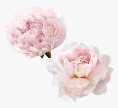 Check spelling or type a new query. Beautiful Pink Peony Flowers White Peony Flowers Peony Png Transparent Png Kindpng