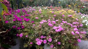 Tidak hanya perkarangan di luar rumah yang bisa ditanami dengan tanaman hias, … Moss Rose Aneka Warna Bisa Beli Per Rumah Bunga Neisha Facebook