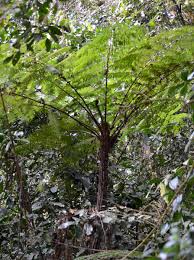 Image result for Cyathea manniana