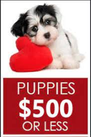 Adorable maltese puppies available for a new home she is playful and goes along very well with other pets, text for more information on how to have her adoption fee is 450$. Puppies Under 500 Lancaster Puppies