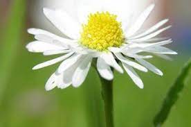 At First Glance A Composite Flower Like The Daisy Looks Simple With Petals Forming Rays Around A Colorful Dis Flower Structure Single Flower Sunflower Images
